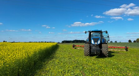Feld mit gelb blühender Senf-Saat und Traktor.