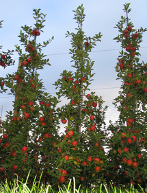 Bild: Erziehung hoher Spindelb&auml;ume bei Apfel