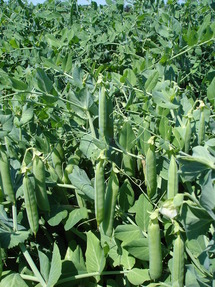 Bild: Erbsenbestand zur Ernte, Foto: LfL