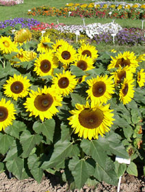 Bild: Gartenbau