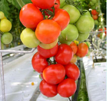 Bild: Tomaten im Gewächshaus