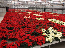 Bild: Blick in ein Gew&auml;chshaus mit Poinsettien