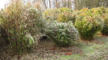 Bild: Neue sehr winterharte Fargesia-Sorten