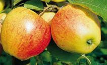 Bild: Apfel
