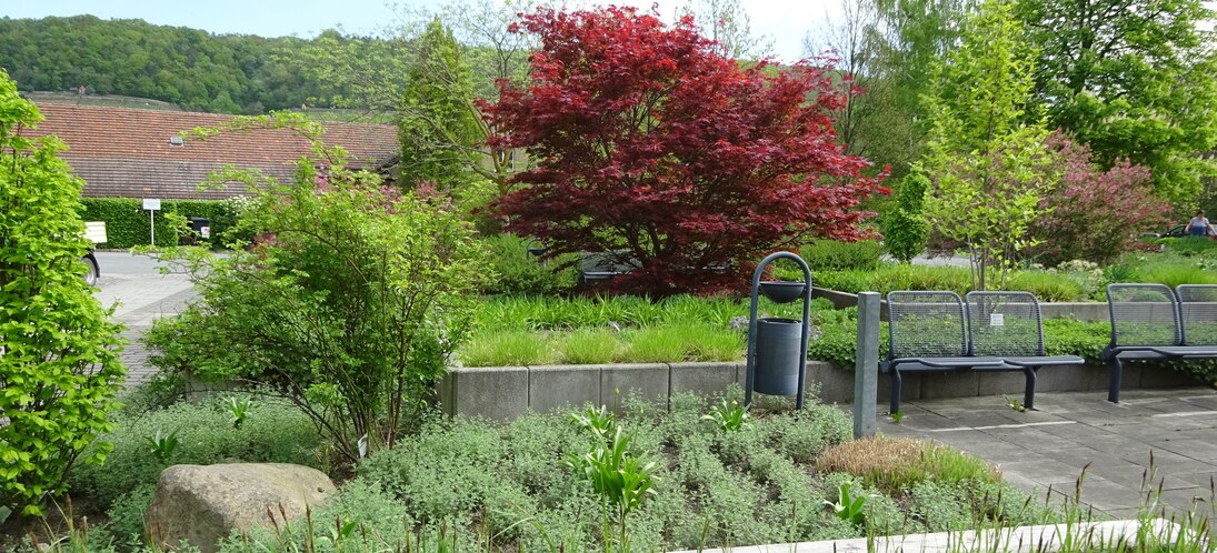 Musterpflanzungen im Schulgelände in Pillnitz Feuerahorn - Acer palmatum 'Atropurpureum'