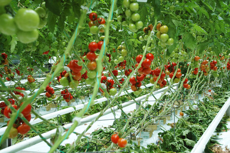 Tomatenpflanzen in einem Gewächshaus.
