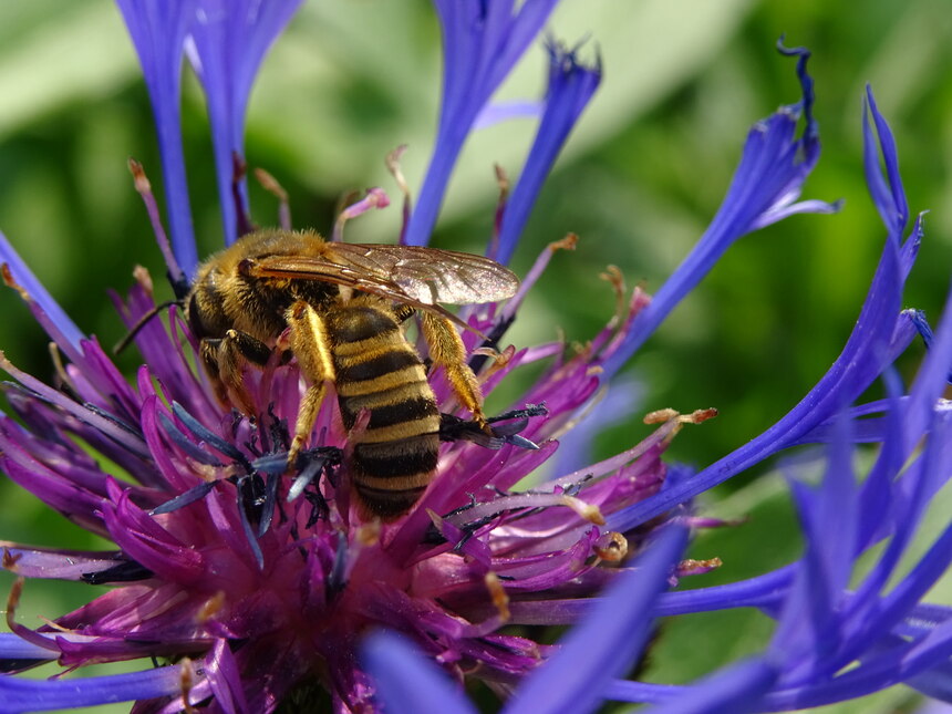 Biene auf 'Centaurea montana' - Bergflockenblume