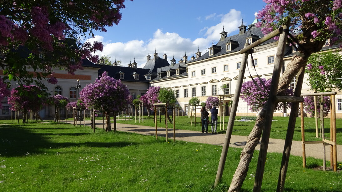 Der berühmte Fliederhof am Pillnitzer Schloss