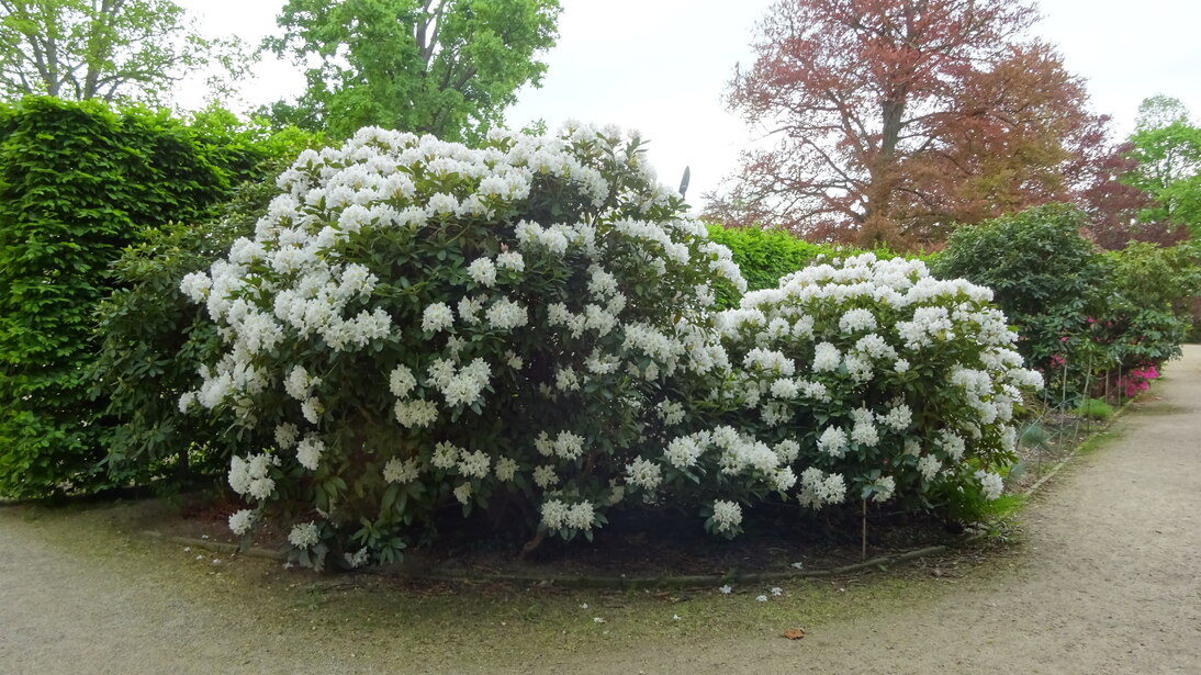 Rhododendren im Schlosspark mit weißen Blütenständen