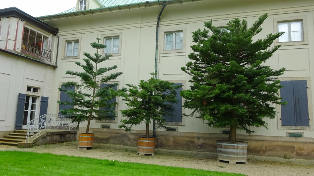 Araucarien in Kübeln im Pillnitzer Schlosspark