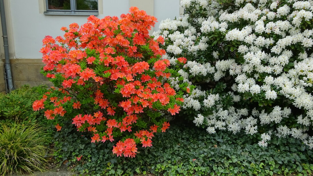 Azalee und Rhododendron in Blüte