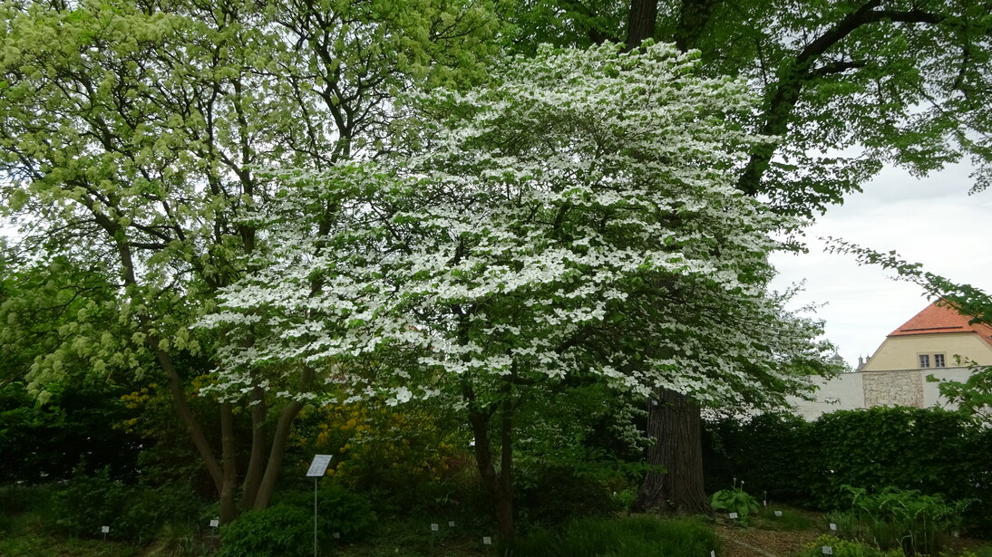 Cornus kousa chinensis in Blüte