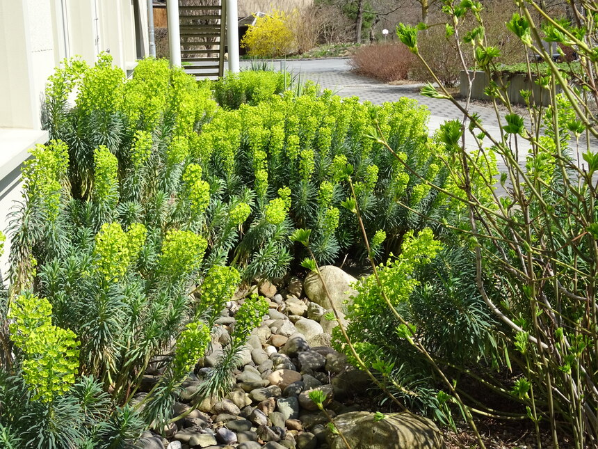 Euphorbia characias ssp. wulfenii