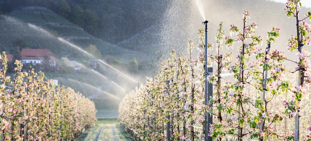 Frostschutzberegnung im Obstbau in Pillnitz