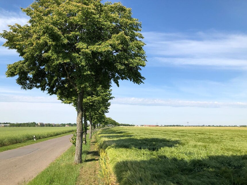 Einreihige Allee