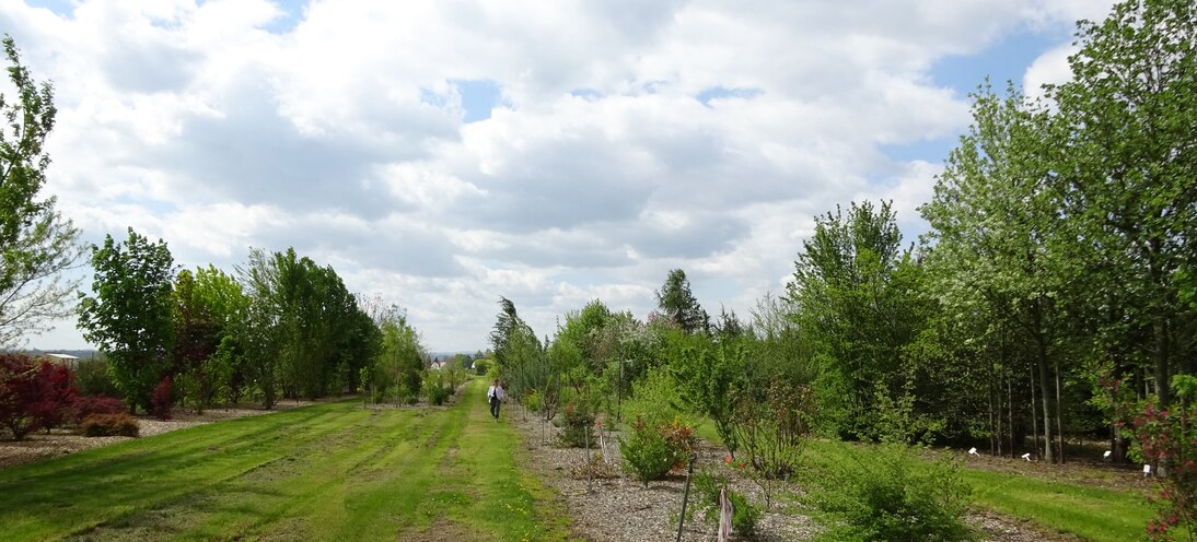 Laubgehölzsortiment im Versuchsfeld in Pillnitz