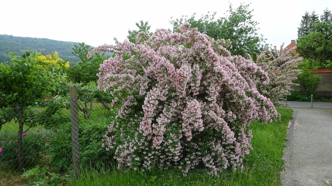 Kolkwitzia amabilis in voller Blüte