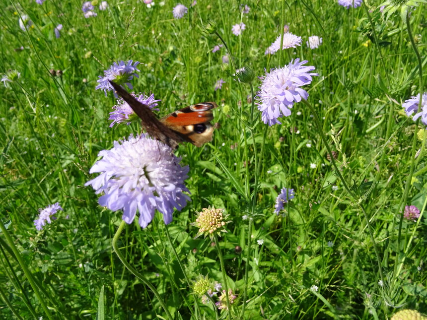 Pfauenauge auf einer Ackerwitwenblume - Knautia avensis im Pillnitzer Nordfeld