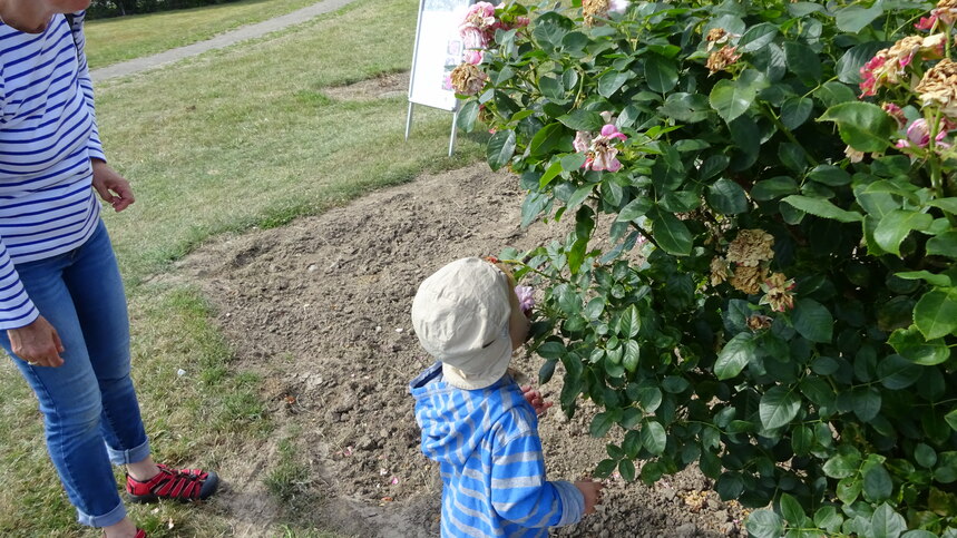 Ein kleiner Junge schnuppert an einer Rose