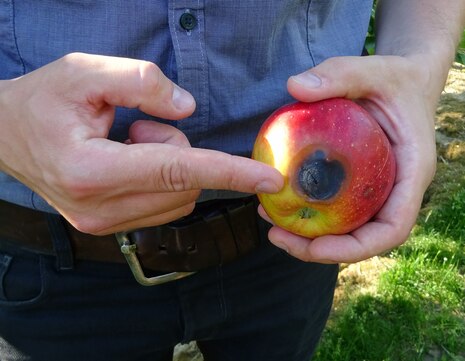 Apfel mit großem braunen herzförmigen Fleck - Sonnenbrand