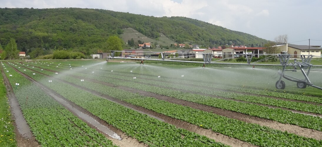 Spinatberegnung im Versuchsfeld in Pillnitz