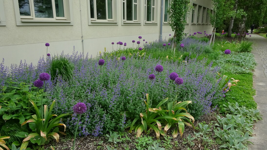 Staudenpflanzung Mitte Mai