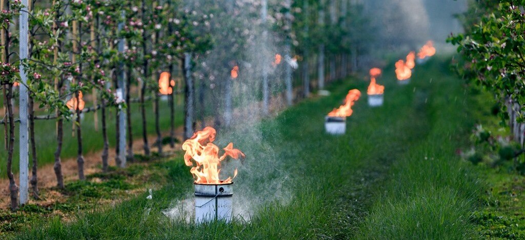 Thermischer Frostschutz im Obstbau in Pillnitz