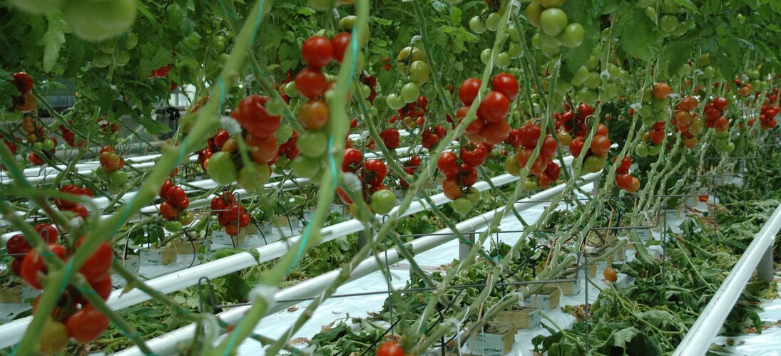 Tomatenproduktion im Gewächshaus in Pillnitz