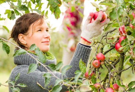 Obstbau