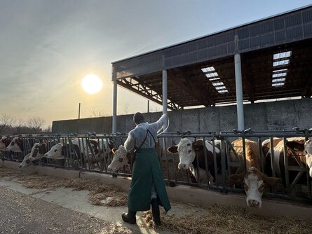 Blauzungenimpfung bei Rindern