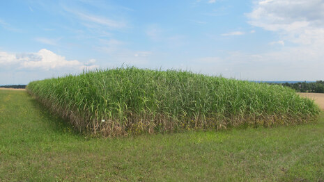 Miscanthus-Versuch 13.07.23