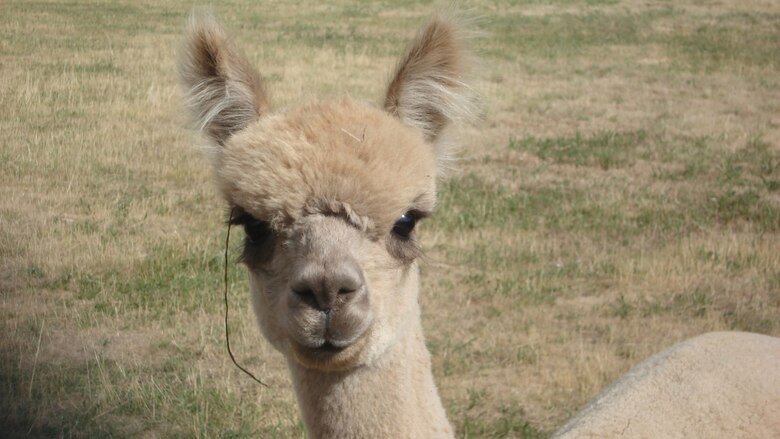 Alpaka