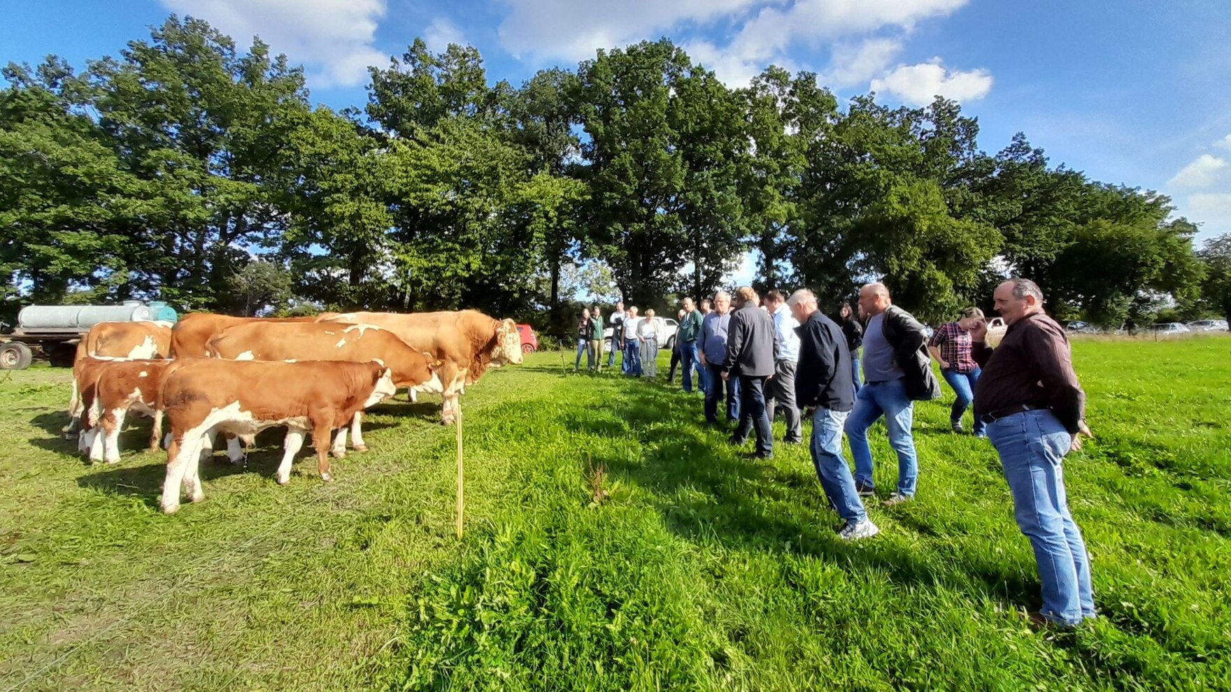 Teilnehmer bei Fleckviehherde