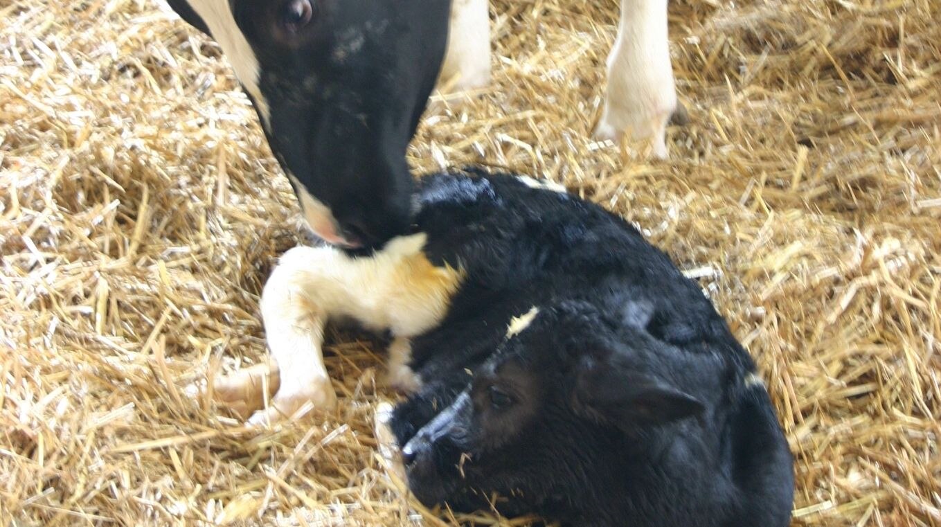 Kuh mit neugeborenen Kalb