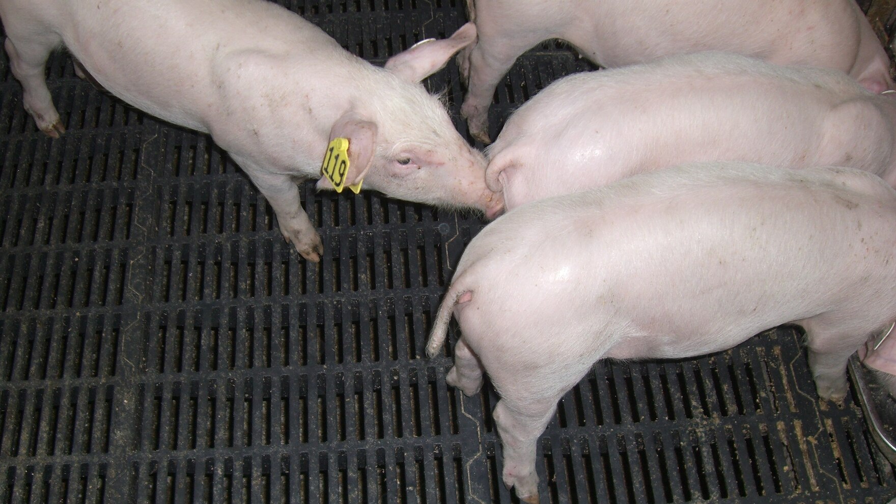 Schweine in Stall