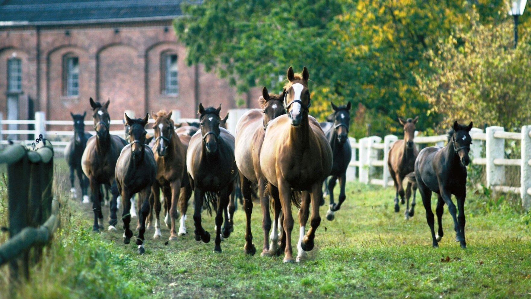 Graditzer Stuten und Fohlen galoppieren den Triebweg hinunter zur Sommerweide. 