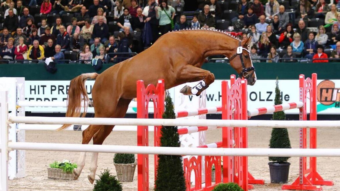 Eine fuchsfarbene Stute springt mit Vorsicht und Vermögen im Freispring-Cup in Leipzig über einen Oxer. 