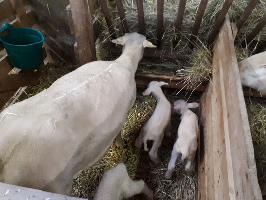 Neugeborene Lämmer bei ihrer Mutter