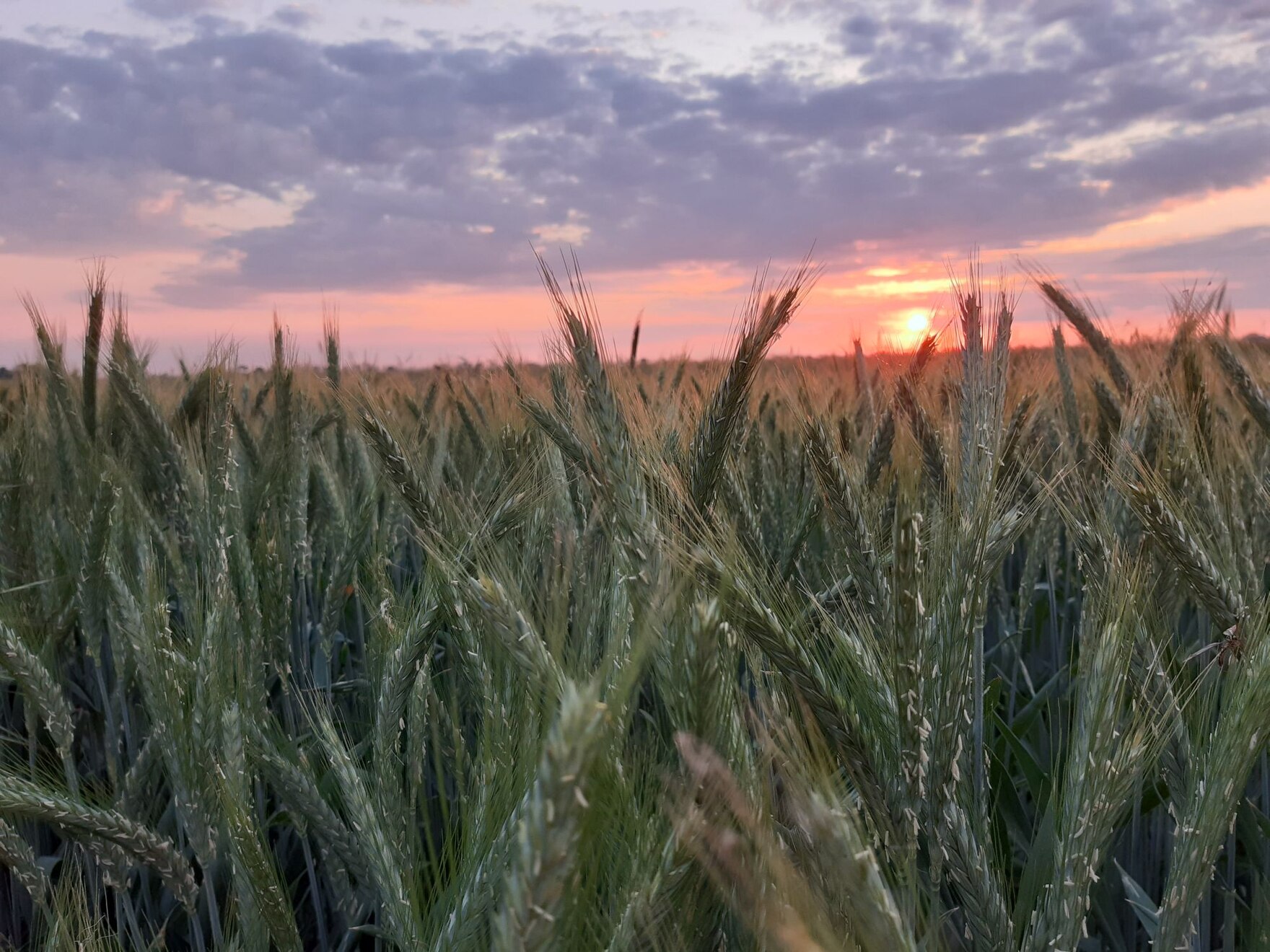 Feld mit Getreide