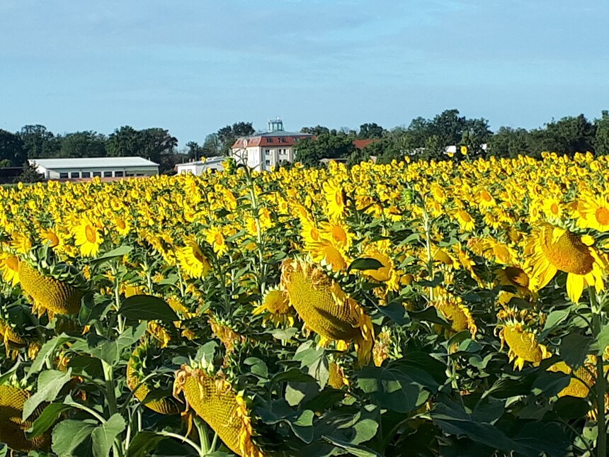 Sonnenblumen auf dem Feld