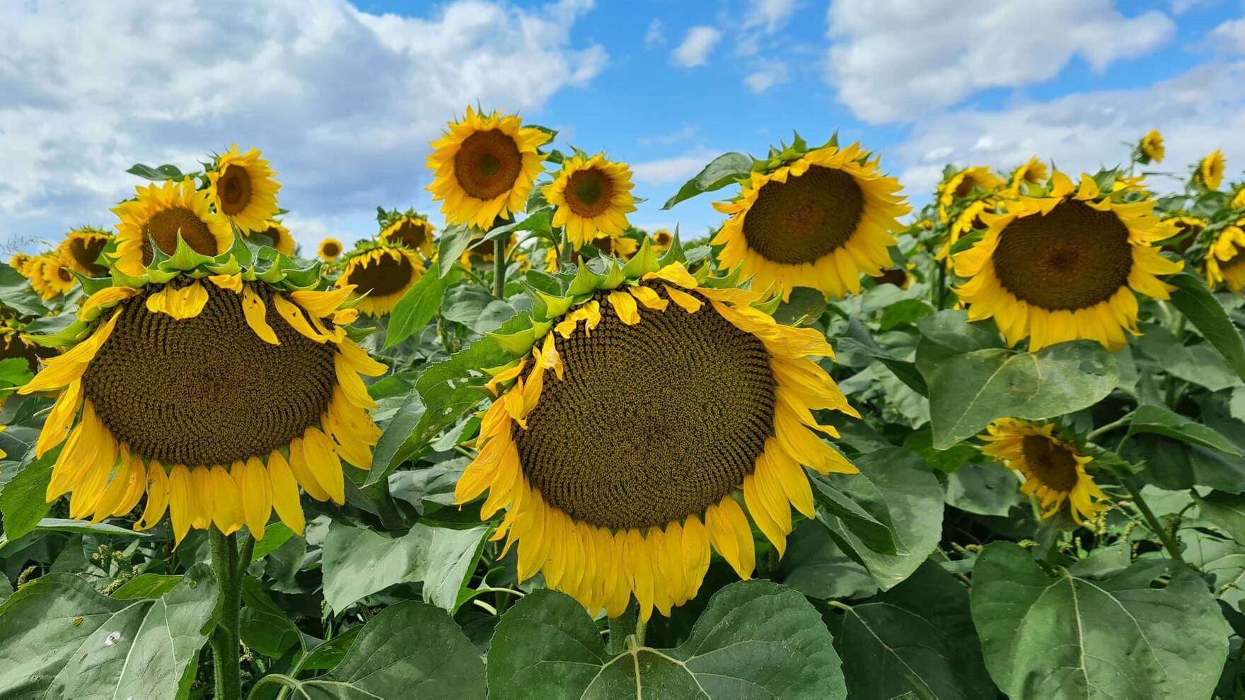 Sonnenblumenfeld