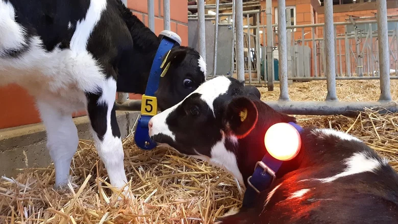 Kälber mit LED-Sensor am Halsband