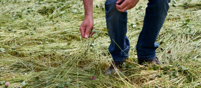 Gemähtes Gras