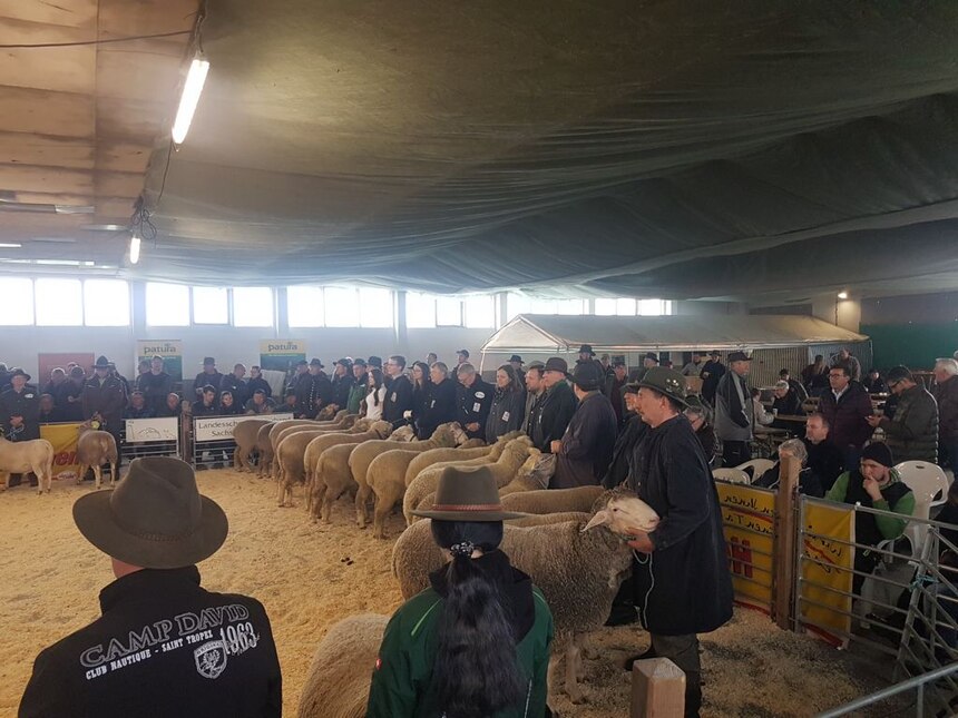 Schafzüchter mit Böcken im Ring