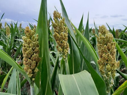 Kolbenhirse auf dem Feld