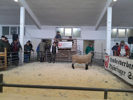 Absatzveranstaltung für Schafzuchtböcke in Weimar