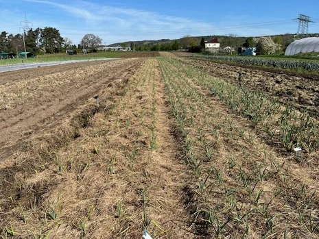 Beentanlage Knoblauch 2024