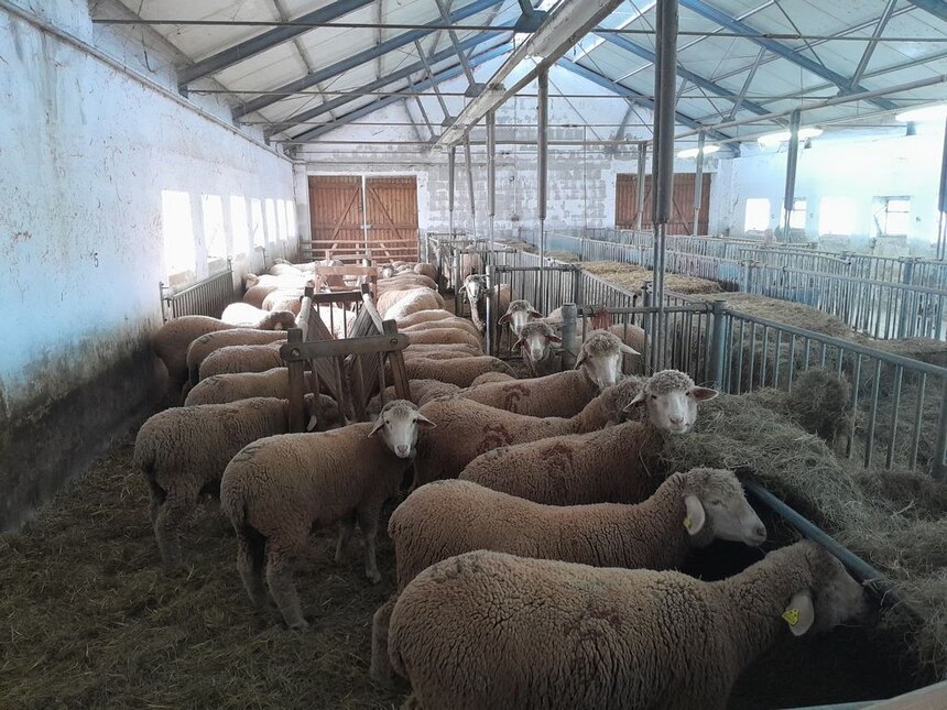 Merinos aus Spanien