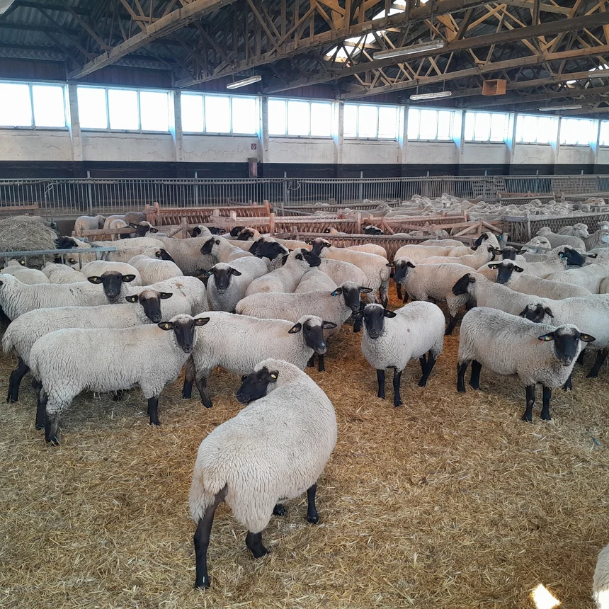 Schafe werden beurteilt