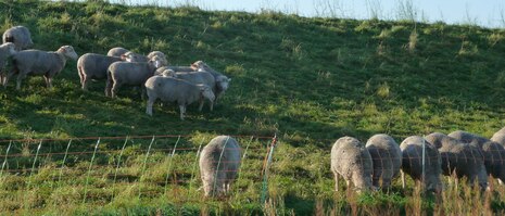 Schafe auf der Weide